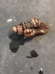 Paciocinebrina atropurpurea