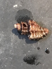 Paciocinebrina atropurpurea