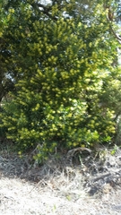 Acacia longifolia longifolia