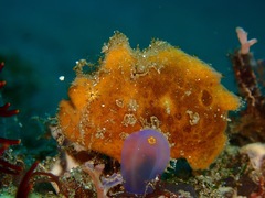 Abantennarius nummifer