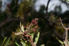 Comarostaphylis polifolia