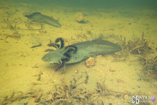 Western Tiger Salamander