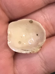 Irusella lamellifera