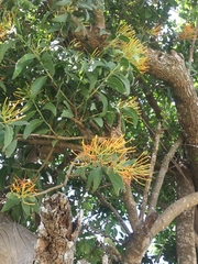 Psittacanthus calyculatus