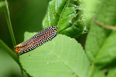 Cerace xanthocosma