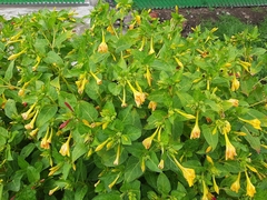 Mirabilis jalapa