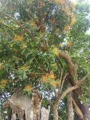 Psittacanthus calyculatus