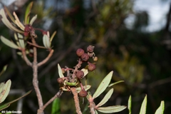 Comarostaphylis polifolia