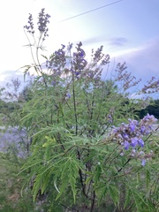 Vitex negundo