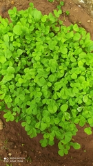 Trigonella foenum-graecum