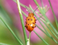 Crioceris duodecimpunctata