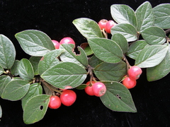 Cotoneaster mairei