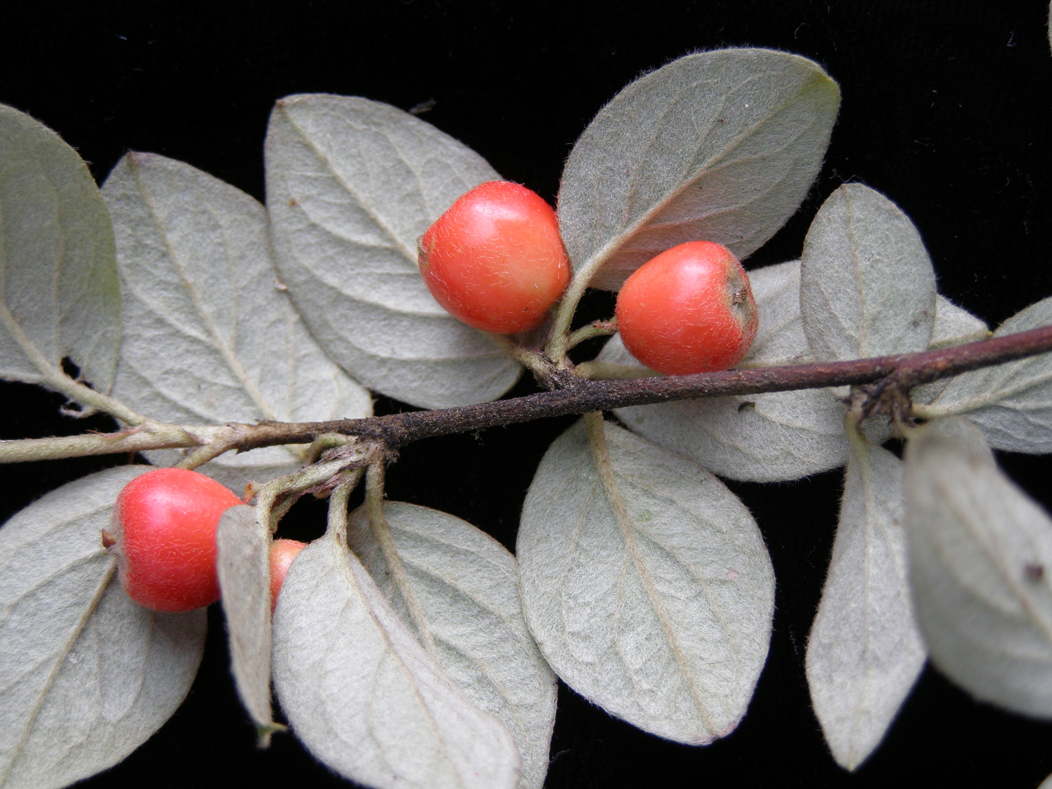 Cotoneaster