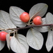 Cotoneaster - Photo (c) Peter Zika, μερικά δικαιώματα διατηρούνται (CC BY-NC), uploaded by Peter Zika