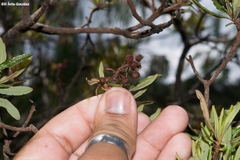 Comarostaphylis polifolia
