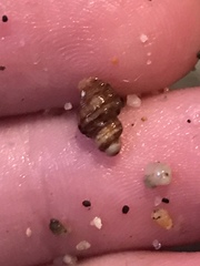 Paciocinebrina atropurpurea