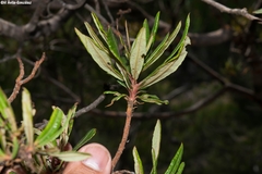 Comarostaphylis polifolia
