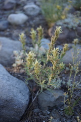 Castilleja nana
