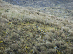 Daptrius carunculatus