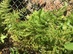 Odontosoria aculeata