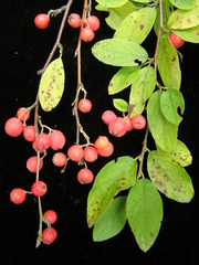 Cotoneaster miniatus