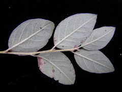 Cotoneaster miniatus