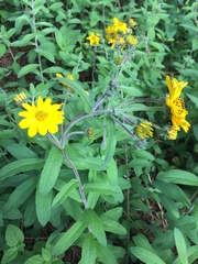 Verbesina seatonii