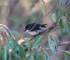 Eopsaltria georgiana