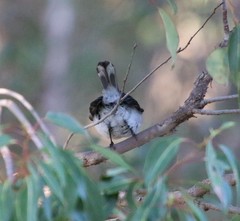 Eopsaltria georgiana