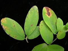 Cotoneaster miniatus