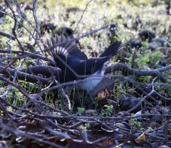 Eopsaltria georgiana