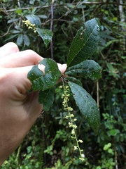 Allophylus crassinervis