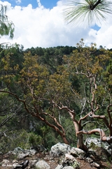 Comarostaphylis polifolia