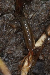 Speziorchestia grillus