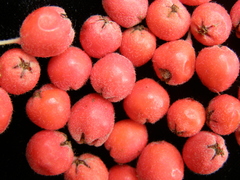 Cotoneaster miniatus