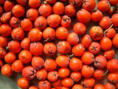 Cotoneaster miniatus