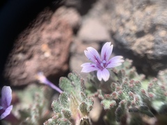 Collomia larsenii