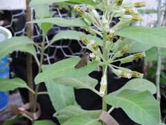 Lerodea eufala eufala