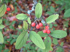 Cotoneaster miniatus