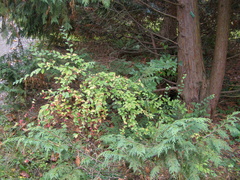 Cotoneaster miniatus