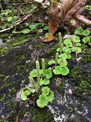 Hydrocotyle hirsuta