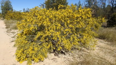 Acacia spectabilis