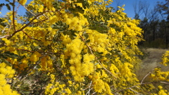 Acacia spectabilis