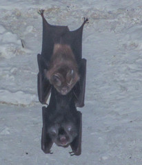 Hipposideros