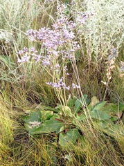 Limonium alutaceum