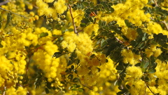 Acacia spectabilis