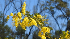 Acacia spectabilis