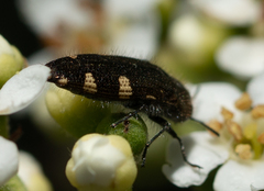 Acmaeodera prorsa
