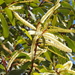 Black Wattle - Photo (c) Bruce McLennan, some rights reserved (CC BY-NC), uploaded by Bruce McLennan