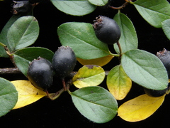 Cotoneaster nitens